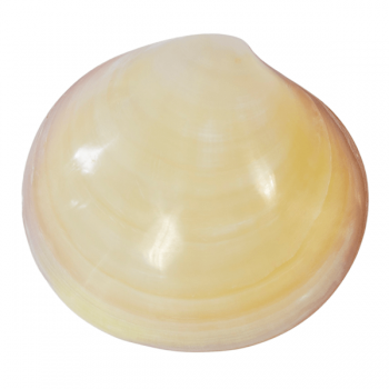 LAVASHELL Nature - REAL VENUS Shells